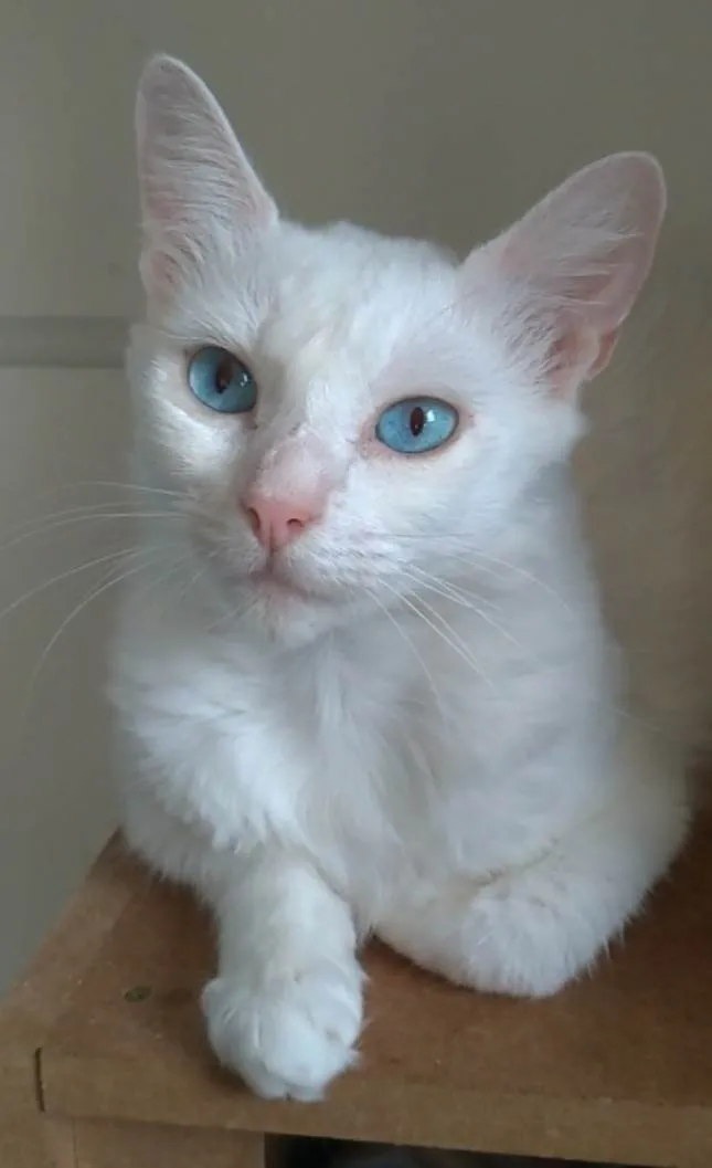 Gato ra a Srd idade 1 ano nome Maitê 