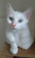 Maitê