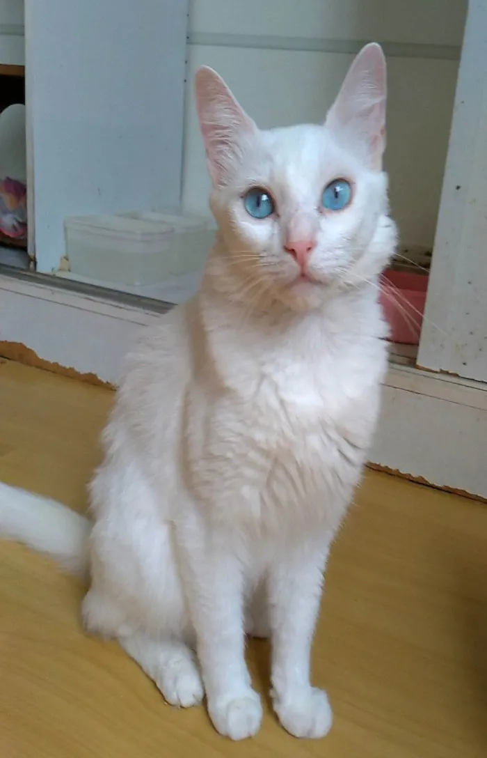Gato ra a Srd idade 1 ano nome Maitê 