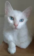 Maitê 