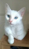 Maitê 