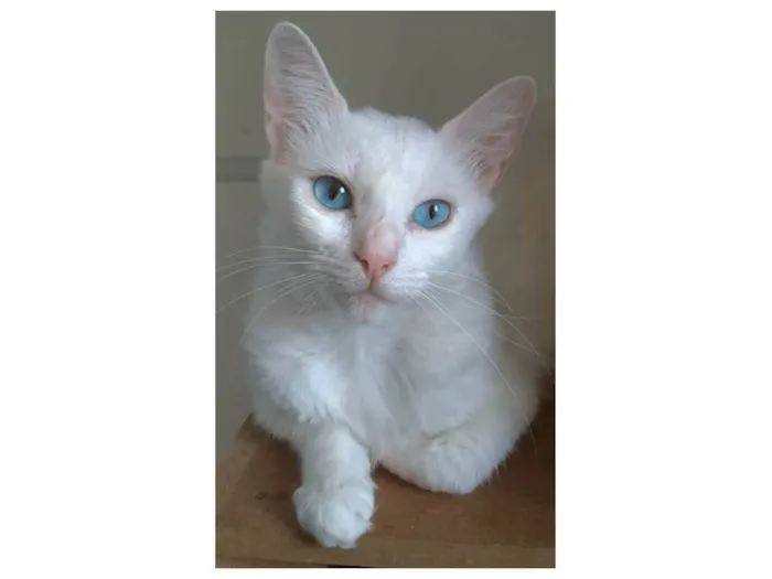 Gato ra a Srd idade 1 ano nome Maitê 