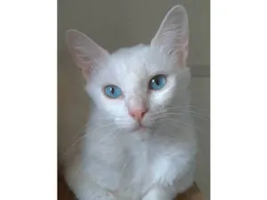 Gato raça Srd idade 1 ano nome Maitê 