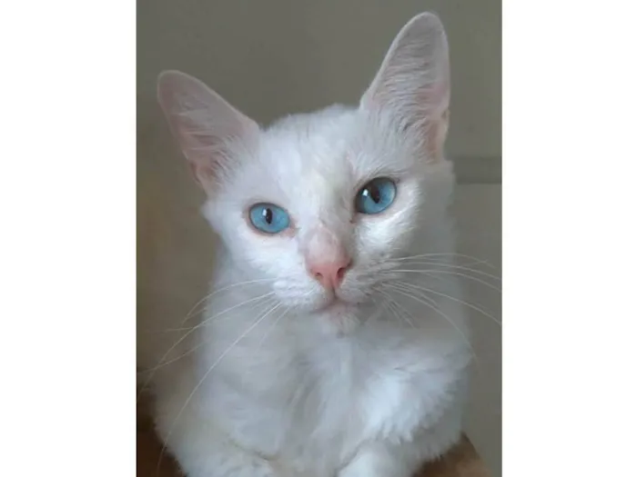 Gato ra a Srd idade 1 ano nome Maitê 