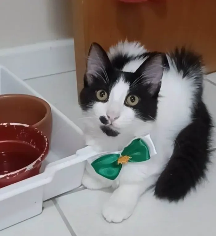 Gato ra a Srd idade 7 a 11 meses nome Maui