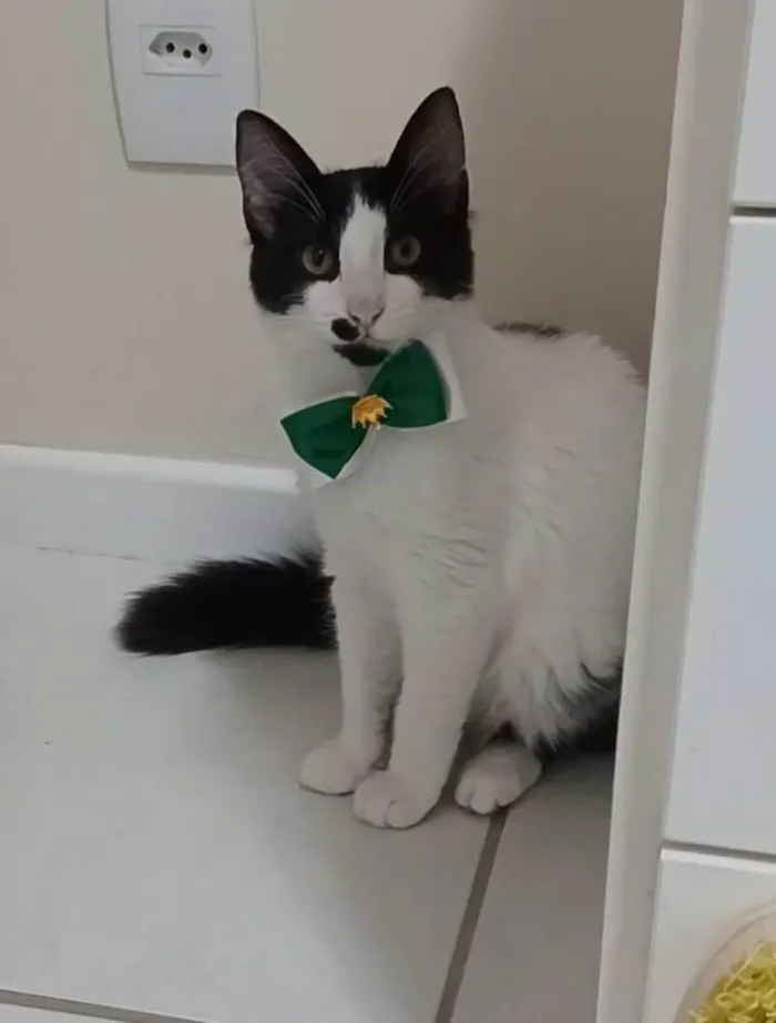 Gato ra a Srd idade 7 a 11 meses nome Maui
