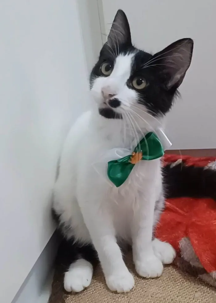Gato ra a Srd idade 7 a 11 meses nome Maui