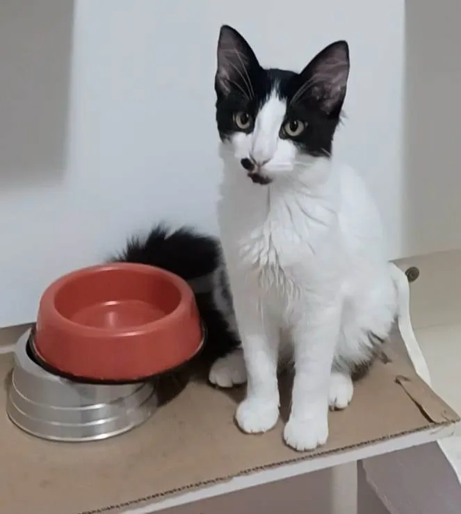 Gato ra a Srd idade 7 a 11 meses nome Maui