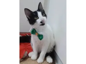 Gato raça Srd idade 7 a 11 meses nome Maui