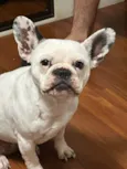 LOLA