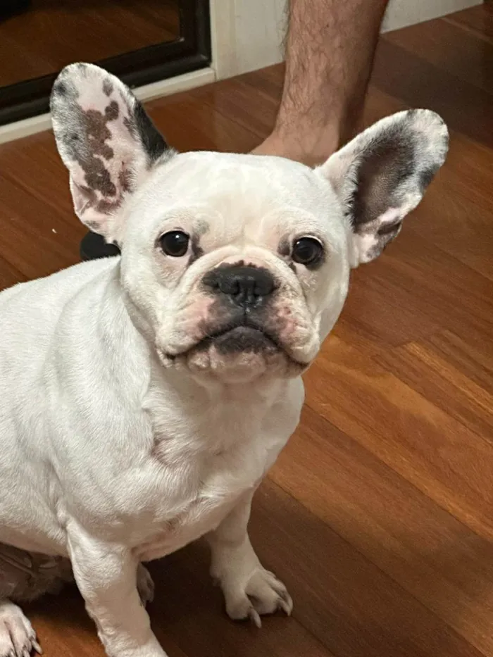Cachorro ra a Bulldog Francês idade 2 anos nome LOLA