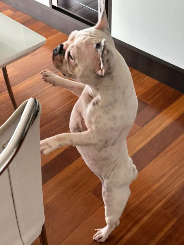 Cachorro ra a Bulldog Francês idade 2 anos nome LOLA