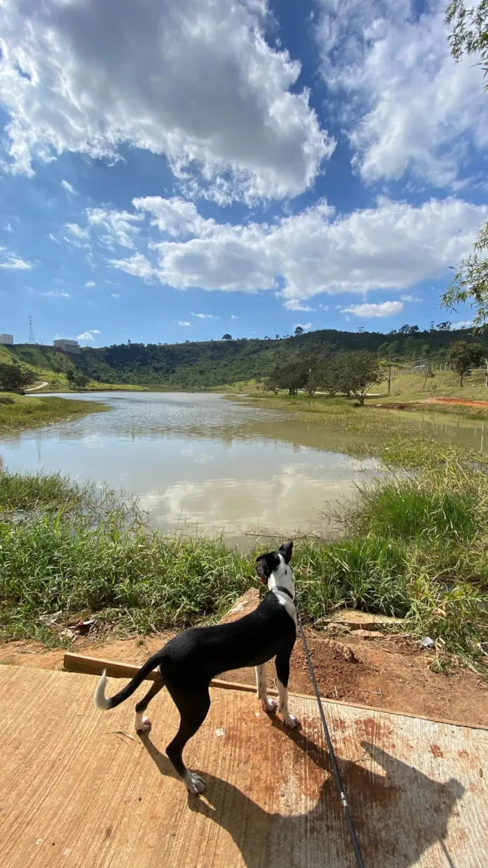 Cachorro ra a Sem raça definida idade 7 a 11 meses nome Jão 