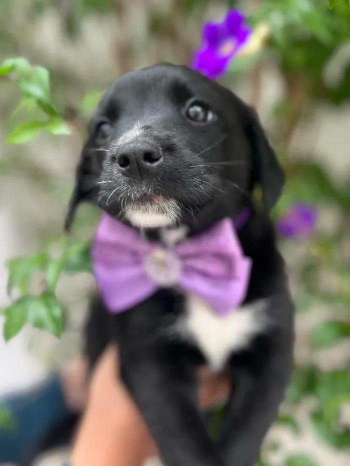 Cachorro raça SRD-ViraLata idade Abaixo de 2 meses nome Léia