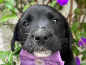 Cachorro raça SRD-ViraLata idade Abaixo de 2 meses nome Léia