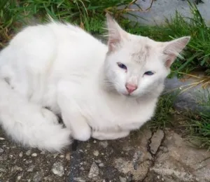 Gato raça SRD-ViraLata idade 1 ano nome MINGAU - Guarulhos/SP
