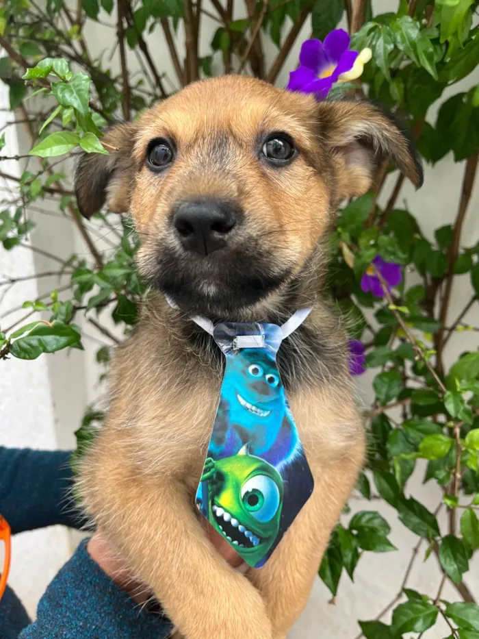 Cachorro raça SRD-ViraLata idade 2 a 6 meses nome Bubba