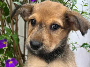 Cachorro raça SRD-ViraLata idade 2 a 6 meses nome Bubba