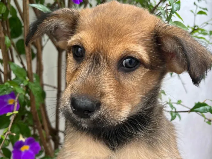 Cachorro raça SRD-ViraLata idade 2 a 6 meses nome Bubba