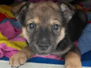 Cachorro raça SRD-ViraLata idade 2 a 6 meses nome Billy