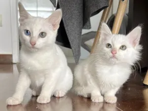 Gato raça SRD-ViraLata idade 2 a 6 meses nome Joana e Maria
