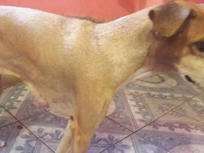 Cachorro raça SRD-ViraLata idade 4 anos nome Animal que precisa de ajuda 