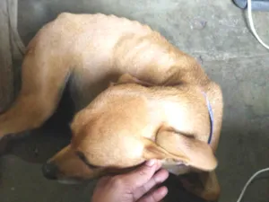 Cachorro raça Vira lata idade 1 ano nome Mel