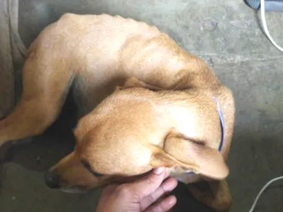 Cachorro raça Vira lata idade 1 ano nome Mel