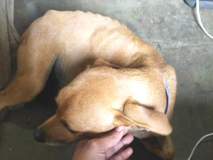 Cachorro ra a Vira lata idade 1 ano nome Mel