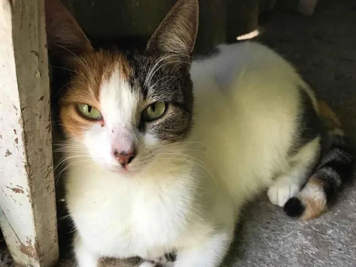 Gato ra a Gata de chita  idade 3 anos nome Três cor