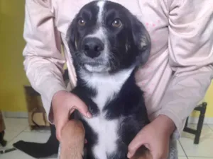 Cachorro raça Pastor alemã capa preta mestiça  idade 2 a 6 meses nome Babaloo