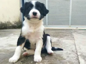 Cachorro raça SRD-ViraLata idade 2 a 6 meses nome Xurrasco