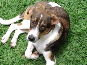 Cachorro raça SRD-ViraLata idade 5 anos nome Zoio - perdido em Betim