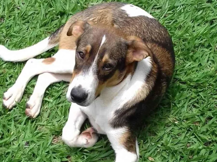 Cachorro ra a SRD-ViraLata idade 5 anos nome Zoio - perdido em Betim