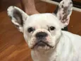 LOLA