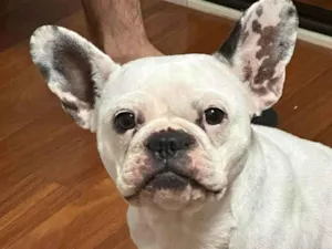 Cachorro raça Bulldog Francês idade 2 anos nome LOLA
