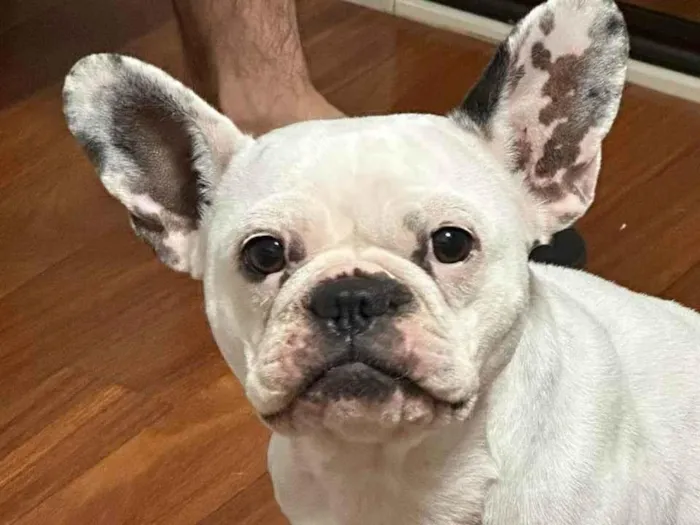 Cachorro ra a Bulldog Francês idade 2 anos nome LOLA