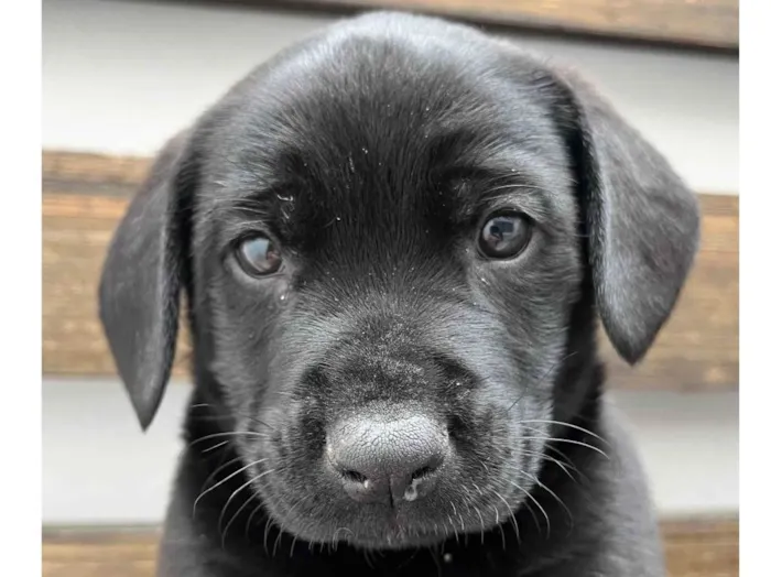 Cachorro raça SRD-ViraLata idade Abaixo de 2 meses nome Luke