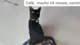 CAFÉ