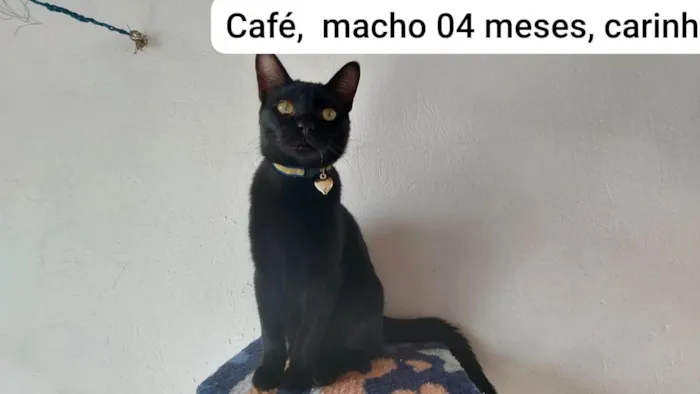 Gato raça SRD-ViraLata idade 2 a 6 meses nome CAFÉ