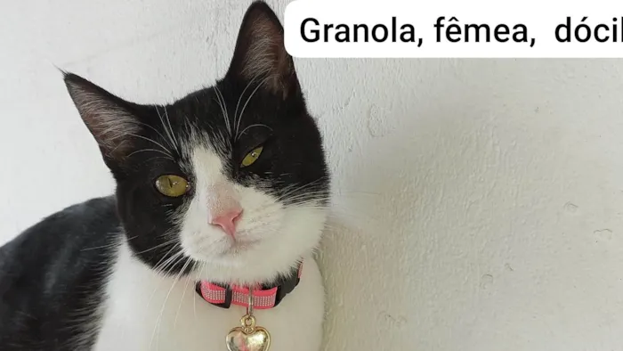Gato ra a SRD-ViraLata idade 7 a 11 meses nome GRANOLA CASTRADA