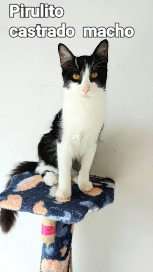 Gato raça SRD idade 2 a 6 meses nome PIRULITO CASTRADO