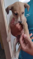 Biscoito
