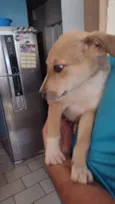 Biscoito
