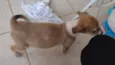Biscoito
