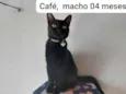 CAFÉ