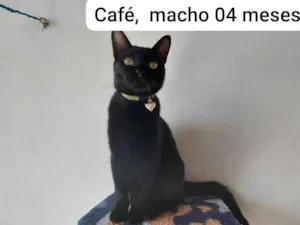 Gato raça SRD-ViraLata idade 2 a 6 meses nome CAFÉ