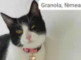 GRANOLA CASTRADA