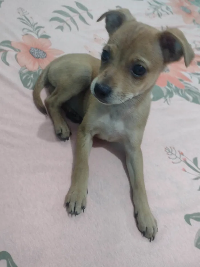 Cachorro ra a SRD-ViraLata idade 7 a 11 meses nome Sem nome 