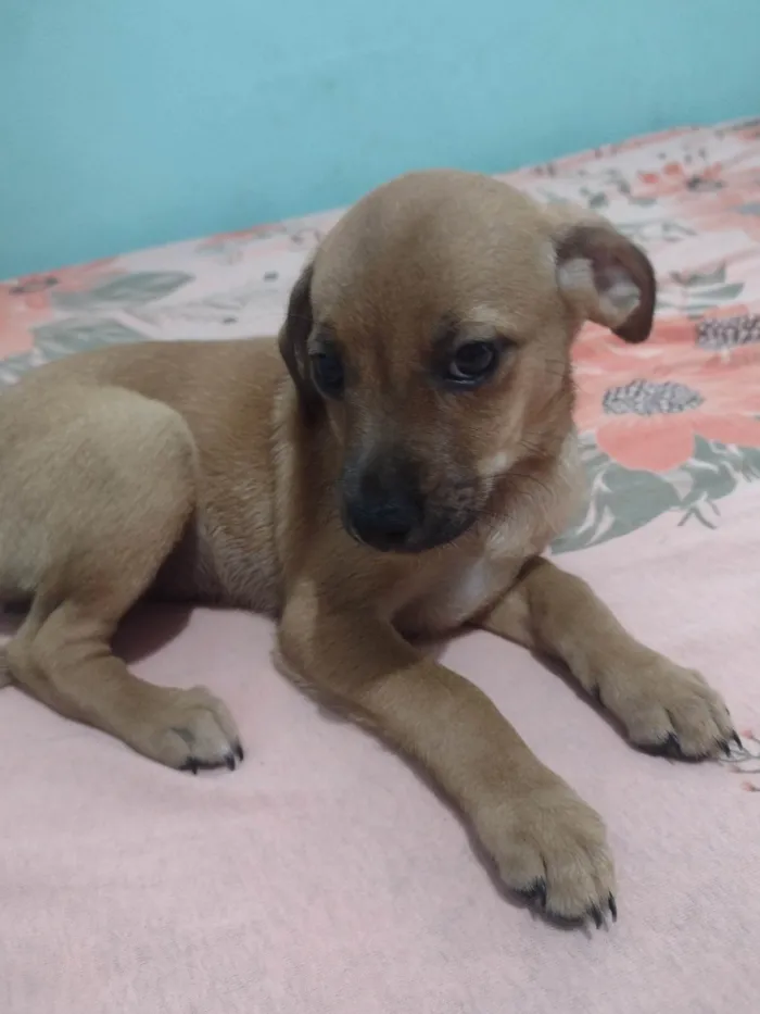 Cachorro ra a SRD-ViraLata idade 7 a 11 meses nome Sem nome 